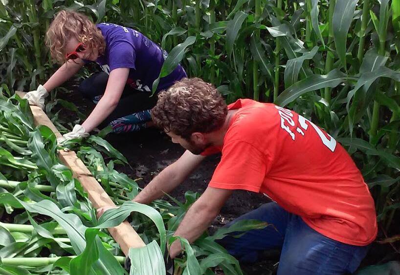Growing sweet corn at higher densities doesn’t increase root lodging risk College of